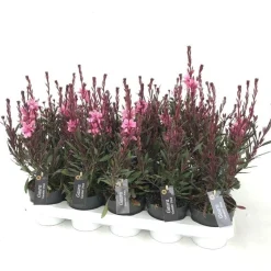 Gaura of prachtkaars p12 h25|ohgreen