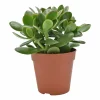 Geldboom ( Crassula Ovata sunset )|ohgreen Clearance