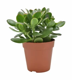 Geldboom ( Crassula Ovata sunset )|ohgreen Clearance