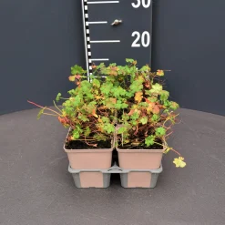 Geranium cant.biokovo 6pack vaste plant geranium|ohgreen Best