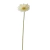 Gerbera creme 56 cm|ohgreen Online
