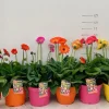 Gerbera garvinea p19|ohgreen New
