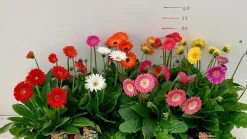Gerbera garvinea p19|ohgreen New