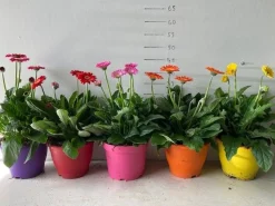 Gerbera garvinea p19|ohgreen New
