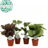 Groene plant mix|ohgreen Outlet