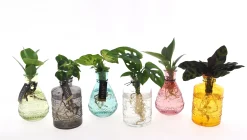 Groenmix in Glas|ohgreen Clearance