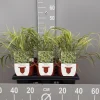 Hakonechloa macra|ohgreen New