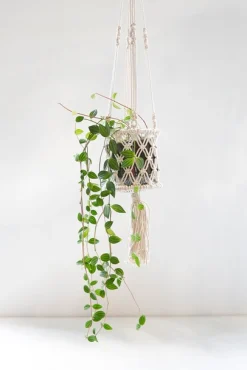 Hanger Curtis|ohgreen Sale