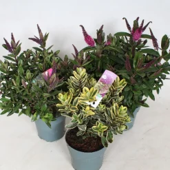 Hebe addenda mix|ohgreen Sale