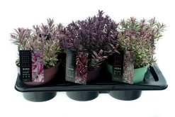 Hebe p17 h25|ohgreen New