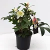 Helleborus in varieteiten|ohgreen Hot