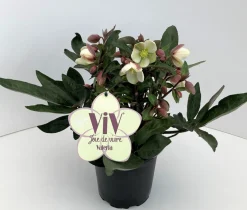 Helleborus in varieteiten|ohgreen Hot