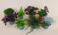 Herfstmix|ohgreen Sale