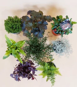 Herfstmix|ohgreen Sale