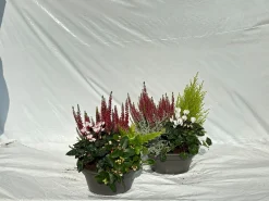 Herfstschalen|ohgreen Online