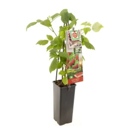 Herstframboos p11|ohgreen Clearance