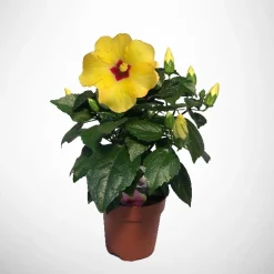 Hibiscus Rosa Sinensis|ohgreen New