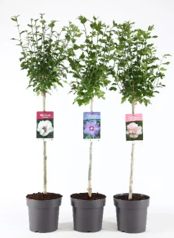 Hibiscus syriacus of tuinhibiscus mix stam p21 h115|ohgreen