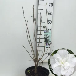 Hibiscus syriacus of tuinhibiscus p27 h62|ohgreen Hot