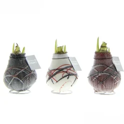 Hippeastrum Waxz Art v Gogh|ohgreen Clearance