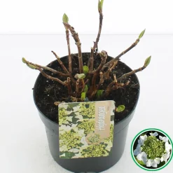 Hortensia blue diamond p17|ohgreen Online