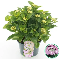Hortensia macrophylla p23|ohgreen Best
