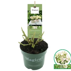 Hortensia magical p17|ohgreen New