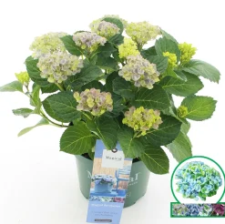 Hortensia magical revolution blauw p23|ohgreen New
