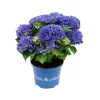 Hortensia royal collection p20|ohgreen Discount