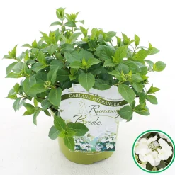 Hortensia runaway bride ( Slingerhortensia )|ohgreen Online