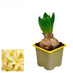 Hyacint p7|ohgreen New