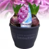 Hyacinthus orientalis purple|ohgreen Clearance