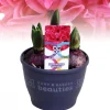 Hyacinthus orientalis red|ohgreen Outlet