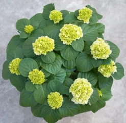 Hydrangea macrohylla ( Hortensia )|ohgreen Discount