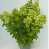 Hydrangea paniculata|ohgreen Sale