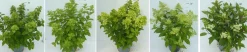 Hydrangea paniculata|ohgreen Sale