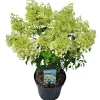 Hydrangea paniculata 'Bobo'|ohgreen Clearance