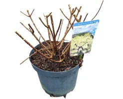 Hydrangea paniculata 'Bobo'|ohgreen Clearance