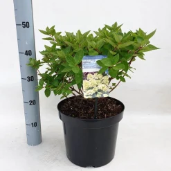 Hydrangea paniculata 'Bombshell'|ohgreen Discount