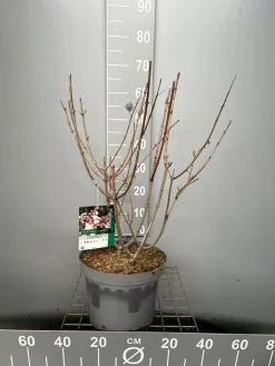 Hydrangea paniculata 'Candlelight'|ohgreen Hot