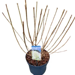 Hydrangea paniculata 'Limelight'|ohgreen New