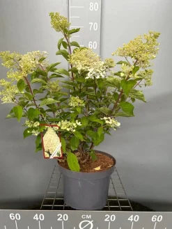 Hydrangea paniculata 'Phantom'|ohgreen