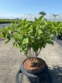Hydrangea paniculata 'Phantom'|ohgreen