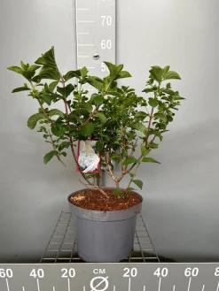 Hydrangea paniculata 'Silver Dollar'|ohgreen Outlet