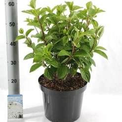 Hydrangea paniculata 'Silver Dollar'|ohgreen Hot