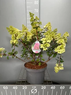 Hydrangea paniculata 'Sundae Fraise'|ohgreen Online