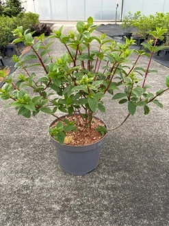 Hydrangea paniculata 'Sundae Fraise'|ohgreen Online