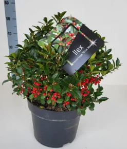 Ilex meserveae 'Blue Maid' (hulst)|ohgreen Online