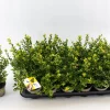 Ilex of hulst 'dark green' struik 10-12 cm in een p9 pot|ohgreen Online
