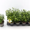 Ilex of hulst 'dark green' struik 10-20 cm potmaat 14|ohgreen
